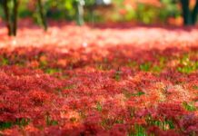 Jakie są uproszczenia dla jednostek małych?