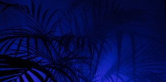 Jak wygląda wypłata z PPK?